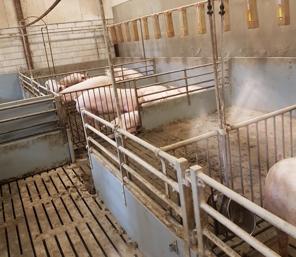 Eksempler på stier som kan bruges både som sygestier og som opstaldning af drægtige søer, gylte og polte.