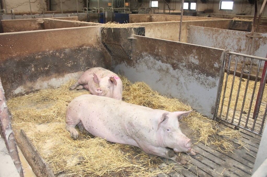 Eksempler på stier som kan bruges både som sygestier og som opstaldning af drægtige søer, gylte og polte