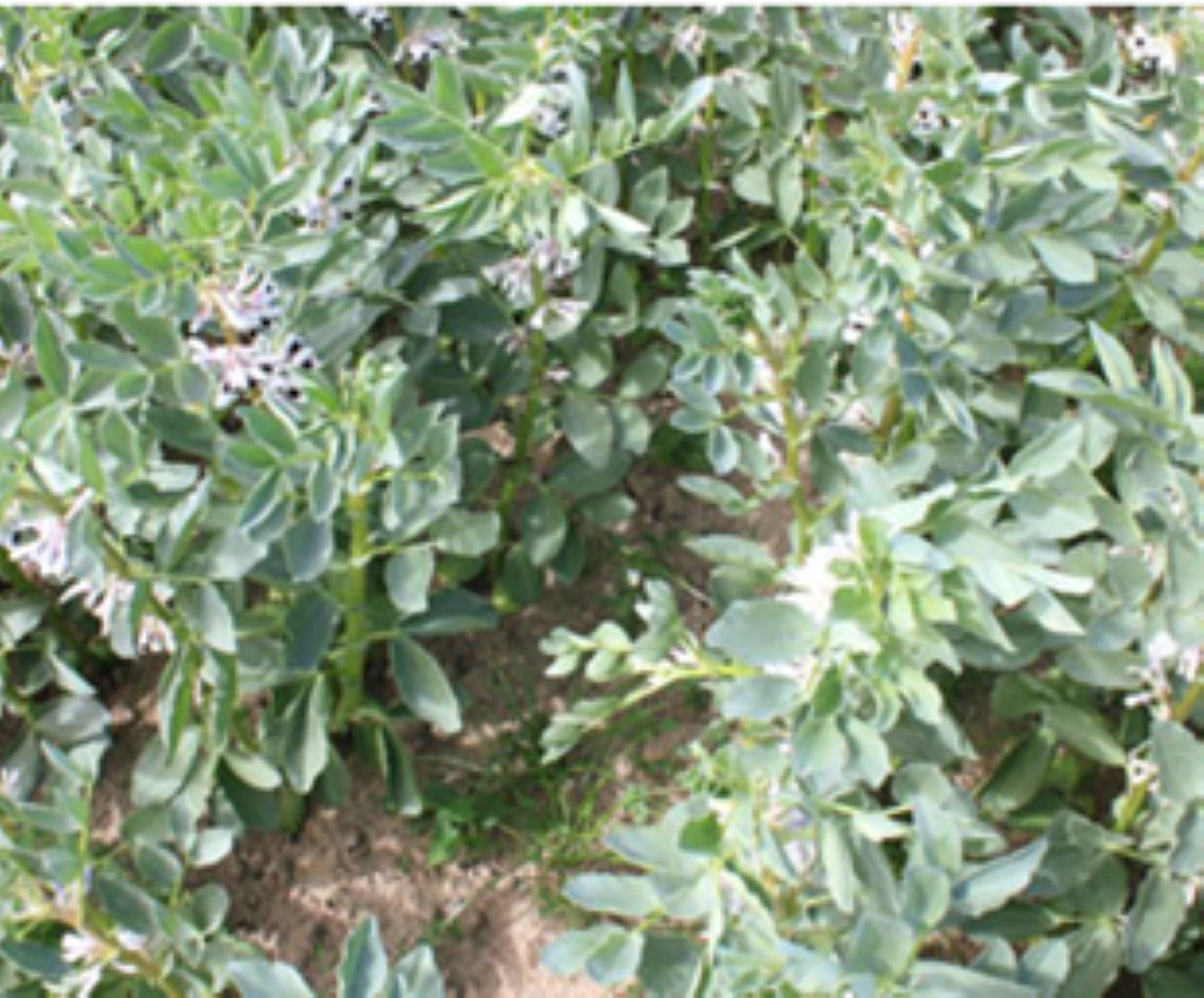 hestebønner 40 planter