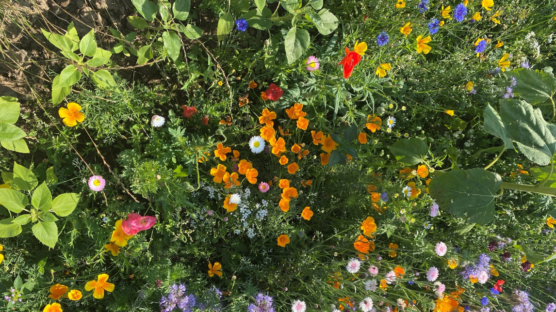 Blomsterstribe hos Kasper Thing Andreasen