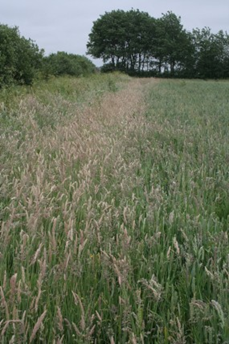Fløjsgræs
