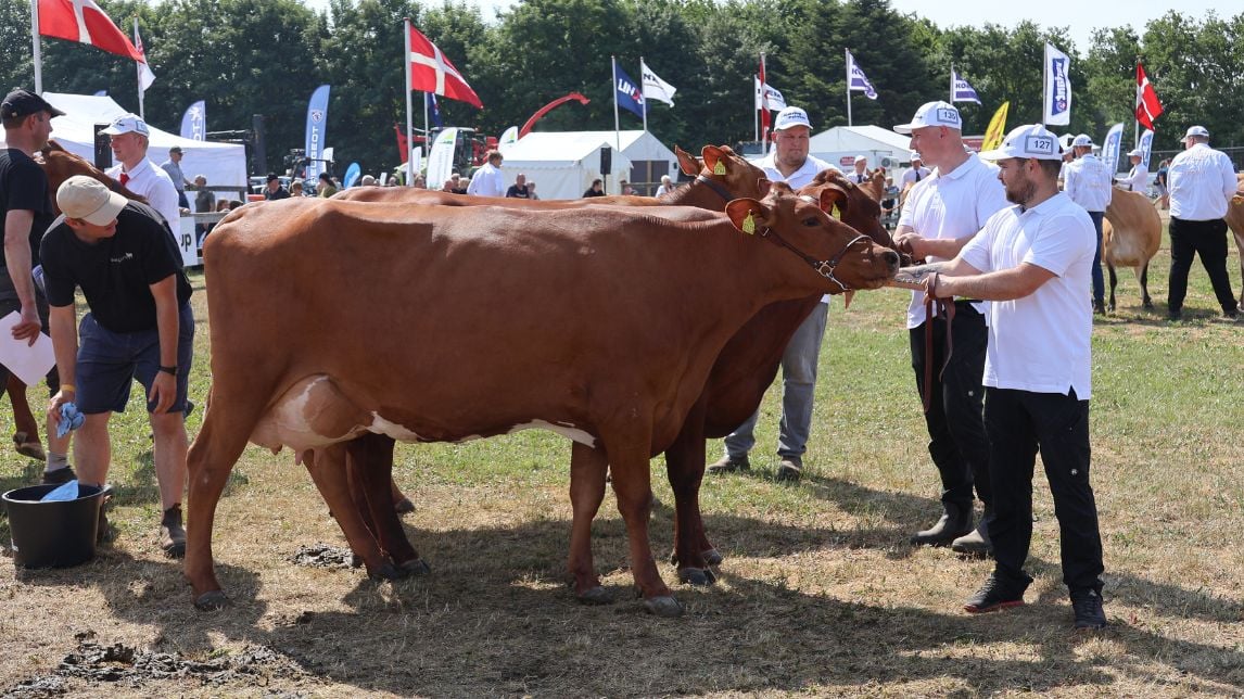 Hjørring Dyrskue 2023 (12)