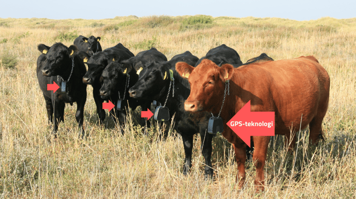 Naturpleje Fanø kød deltidsudvalg GPS 09
