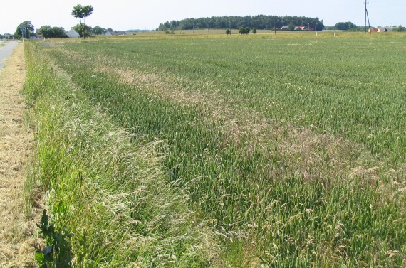 Pløjefri