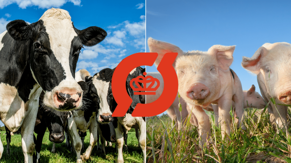2.2.2 Husdyrproduktion - Økologi (Gris og kvæg)