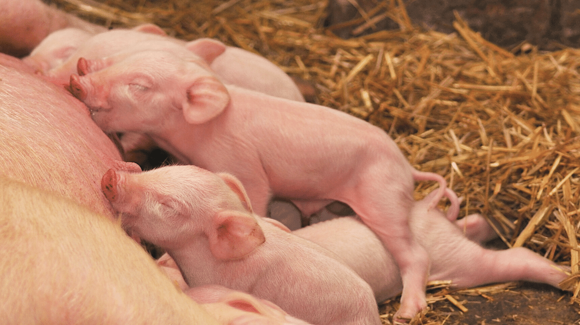 Vi kan i farestalden reducere antallet af grise med navlebrok