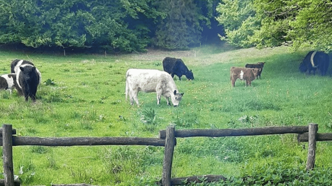 Naturpleje i Søheden Skov