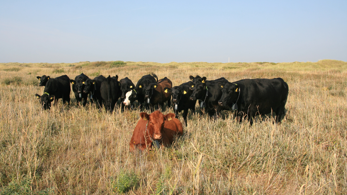 LandboNords kød- og deltidsudvalg så på innovativ naturpleje